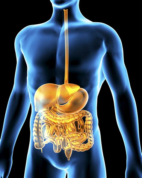 1. Gastrointestinal Health