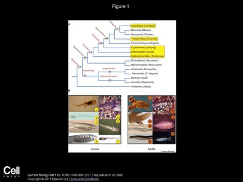 1. Geological Origins: A Tale of Metamorphosis