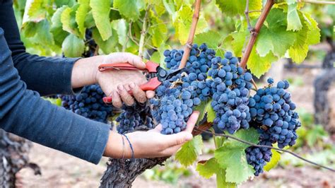 1. Grape Harvesting: