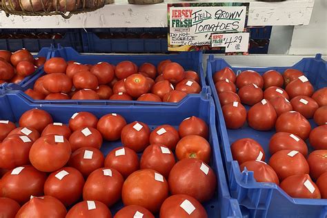 1. Harvest Heaven: Jersey Tomatoes by the Numbers