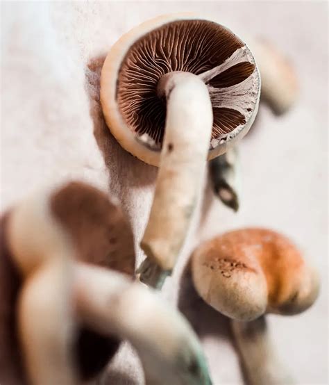 1. Harvest mushrooms daily.