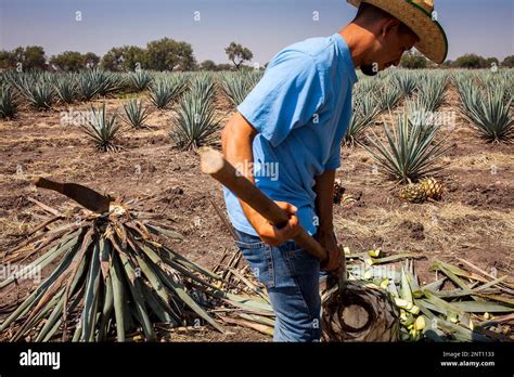 1. Harvesting the Blue Agave: