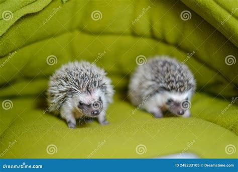 1. Hedgehogs: The Adorable Prickly Pet