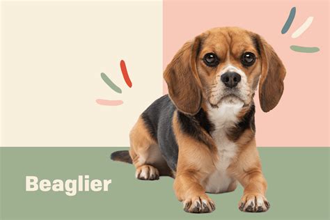 1. History of the Beaglier