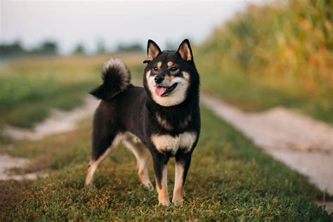 1. History of the Shiba Inu