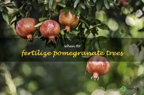 1. Ideal Fertilizer for Pomegranate Trees