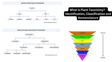 1. Identification and Classification