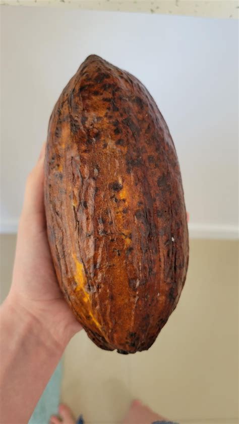 1. Identifying Cocoa Pods