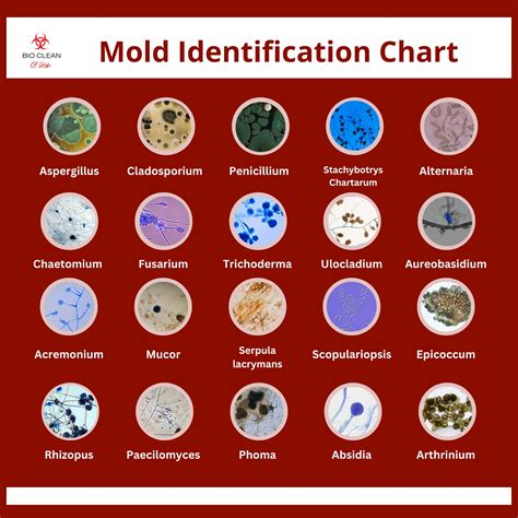 1. Identifying and Understanding Mold on Leather