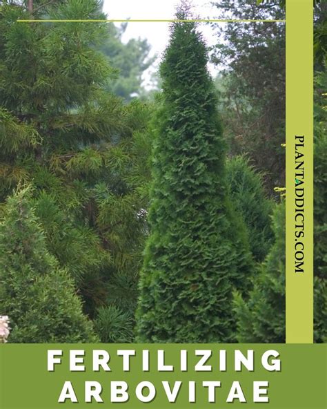 1. Importance of Fertilizing Arborvitae Trees