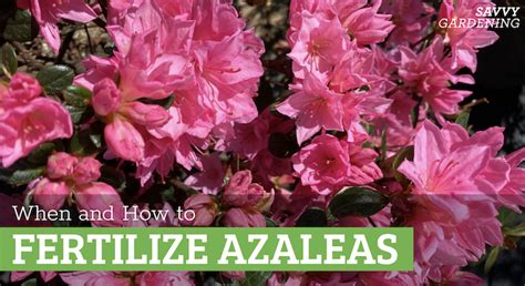 1. Importance of Fertilizing Azaleas