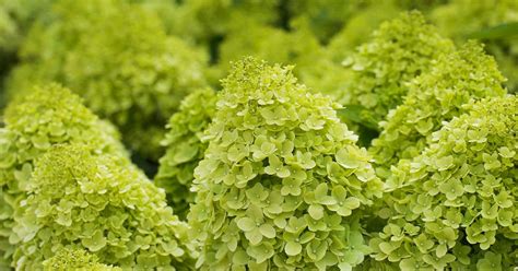 1. Importance of Fertilizing Limelight Hydrangeas