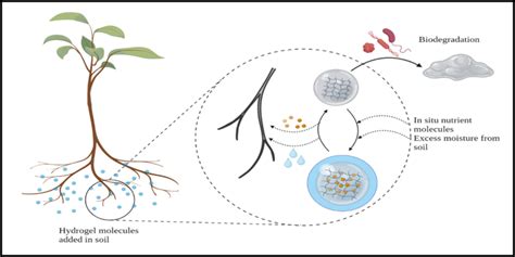 1. Improved Nutrient Availability