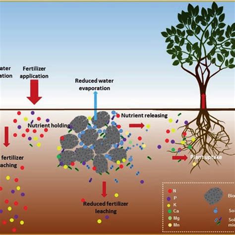 1. Improved Plant Nutrient Uptake: