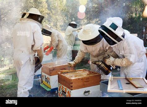 1. Increased Honey Production: