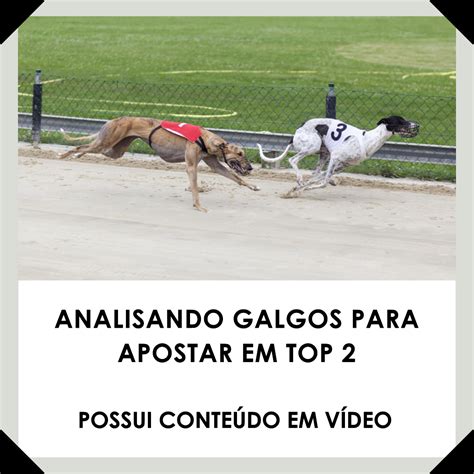 1. Introdução às Apostas em Galgos