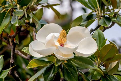 1. Introduction: Nurturing the Beauty of Magnolia Trees