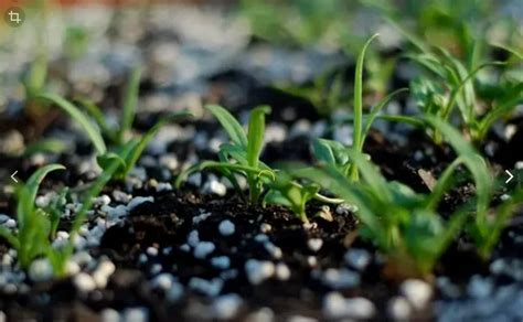 1. Introduction: The Importance of NPK Compound Fertilizers