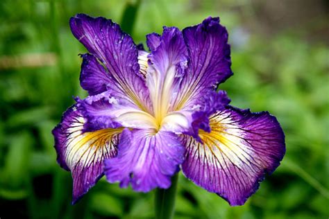 1. Iris: