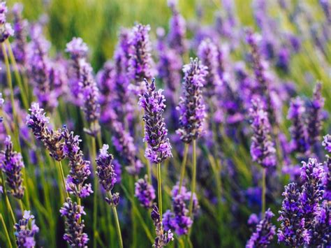 1. Lavender: