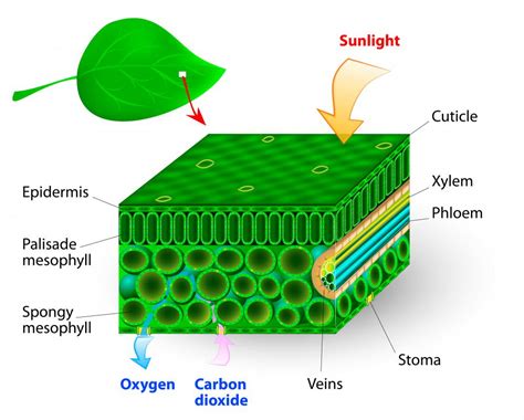 1. Leaf Morphology and Chlorophyll Breakdown