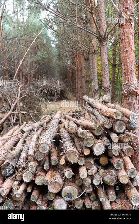 1. Log Harvesting: