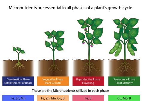 1. Macro Fertilizers: The Building Blocks of Plant Life