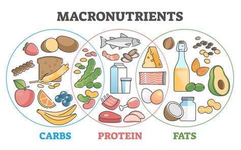 1. Macronutrients: