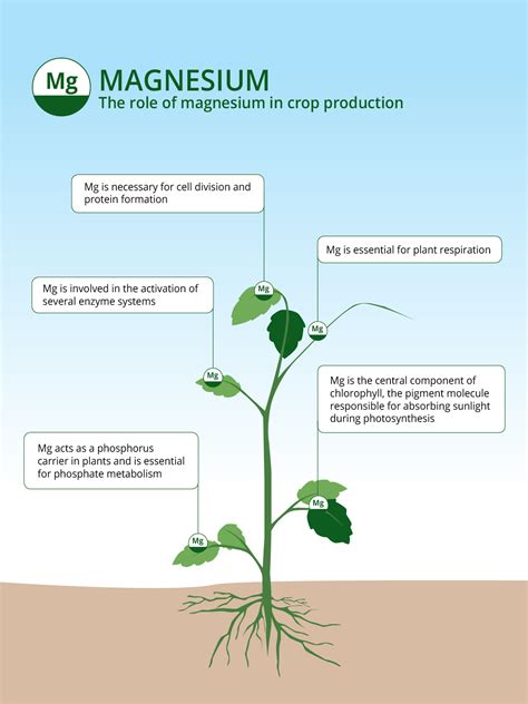 1. Magnesium's Role in Plant Physiology