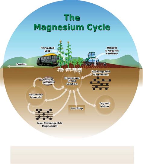 1. Magnesium helps plants absorb nutrients.