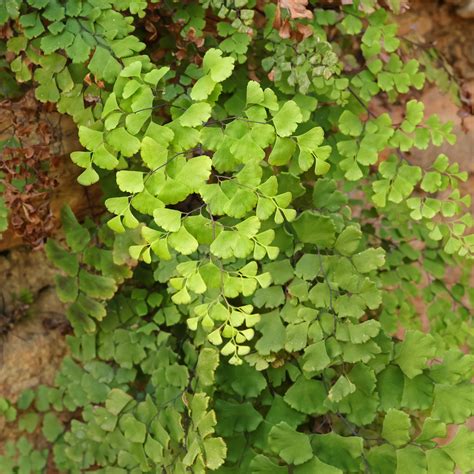 1. Maidenhair Fern (Adiantum capillus-veneris)