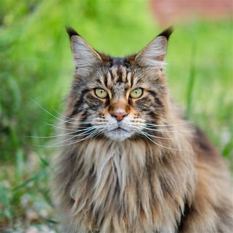 1. Maine Coon 容易飼養嗎？