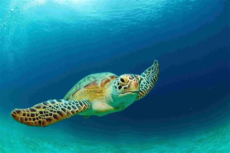 1. Marine Turtles: