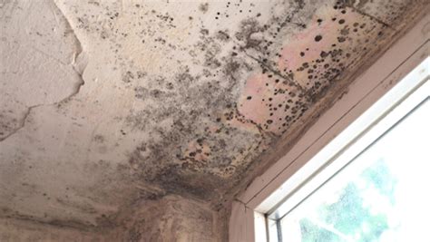 1. Mold: A Breeding Ground for Infection