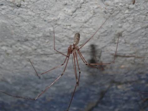 1. Morphological Marvels: The Longlegs Spider's Distinctive Features