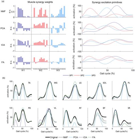 1. Muscle Activation Patterns