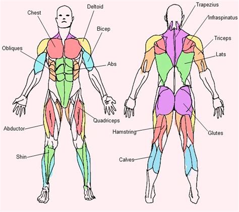 1. Musculature and Body Structure: