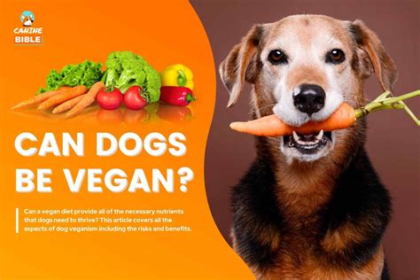 1. Myth: Dogs should eat a vegetarian or vegan diet.