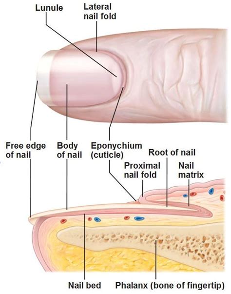 1. Nail Growth and Anatomy