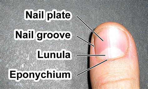 1. Nail Plate: