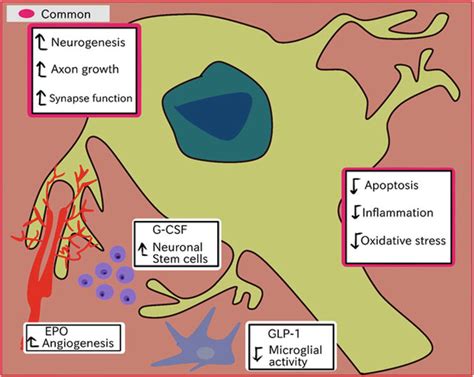 1. Neuroprotective Properties