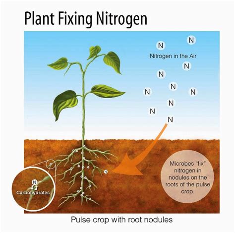 1. Nitrogen: The Foundation for Foliage Growth