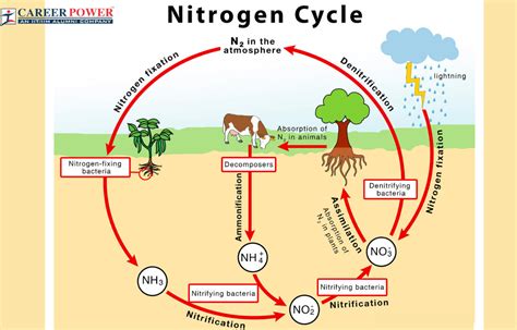 1. Nitrogen: The Foundation of Growth (10-20 lb per acre)