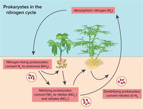 1. Nitrogen: The Foundation of Plant Growth