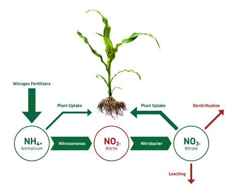 1. Nitrogen: The Key to Vegetative Growth