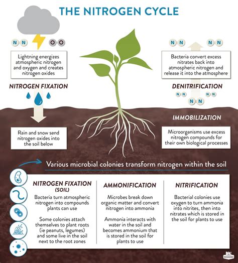 1. Nitrogen: The Lifeline of Foliage Growth