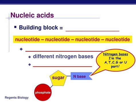 1. Nitrogen (N): The Building Block