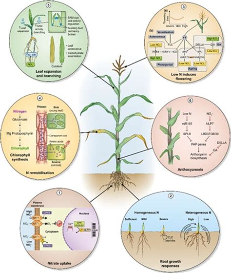 1. Nitrogen (N): The Cornerstone of Foliage Growth