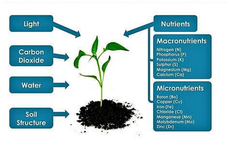 1. Nitrogen is the most important nutrient for plants.