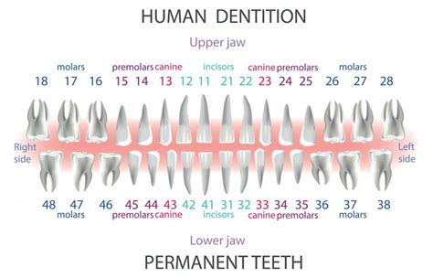 1. Number of Missing Teeth: